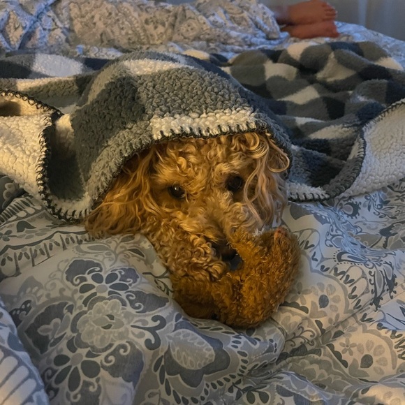 Meet your Posher, Lindsay - Picture 4 of 5